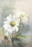 White daisy