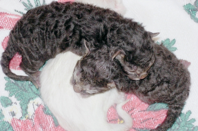 2 weeks old