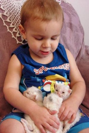 Vincent (2 years old) with three solid white LaPerms (3 weeks old)