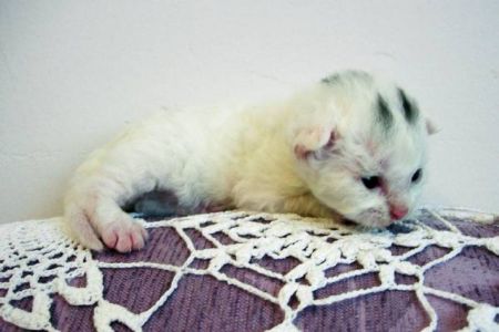 3 weeks old