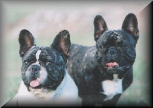 Enter for LAPORTA French Bulldogs