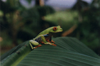 frog.gif (126894 bytes)