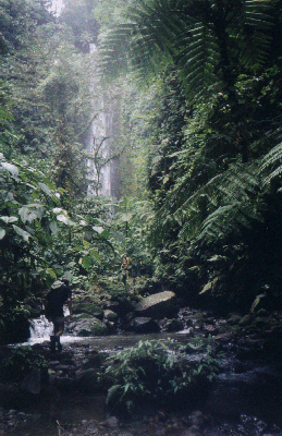 waterfall2.gif (126894 bytes)