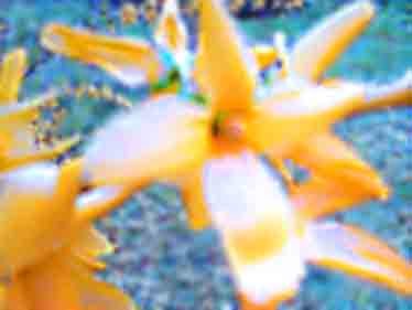 flowers in garden