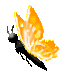 gold flying butterfly