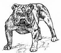 The Bull 'n Terrier Web Ring - Click to join or 
learn more