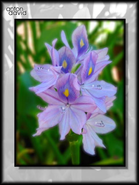 Water lily.  Low pass filter.