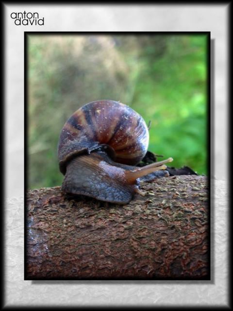 Snail.