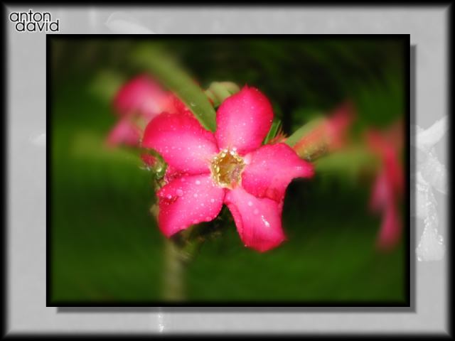 Jade flower.  Gaussian blur followed by radial blur (spin).