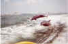 dolphin3.jpg (168947 bytes)