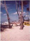 hammock.jpg (107804 bytes)