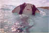 stingray2.jpg (137592 bytes)