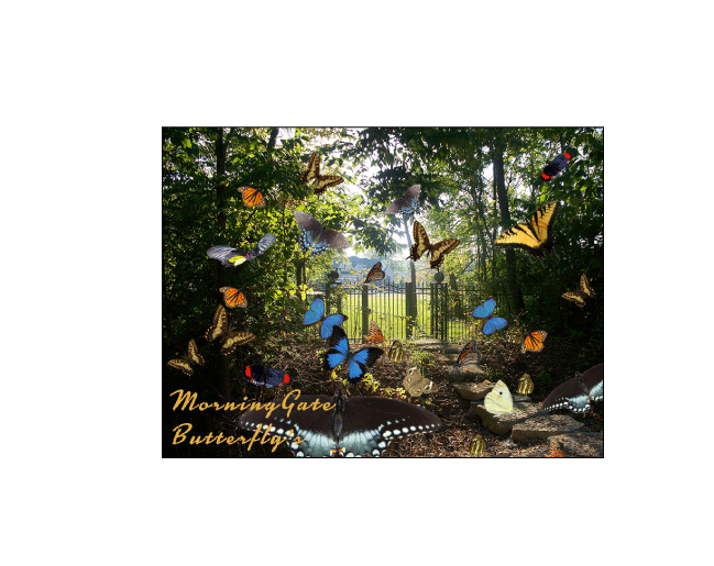 Butterfly