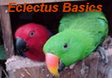 Eclectus Basics.. By: Dee Kennedy , AZ Parrots 