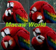 Dr. Lee's , "Macaw World", email for availability & Info