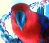Check out Masey's Page, Odd Feather