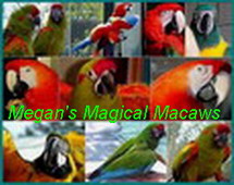 Contact for further Info & avialability : "Megan's Magical Macaws"