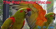 The Red-fronted Macaw Article... By: Dr. Lee Simmons