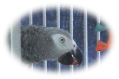 "Click Here" to Meet Alex formely Atlas.. Who came to us on 3-13-04 .. Alex is a 3yr old CAG that was cage bound who dislikes women & in&nbsp; his first week with us was making his way in & out of the cage. Love & patience works wonders.