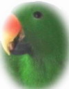 T`