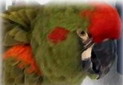 Kiwi our RFM
