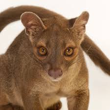 Fossa