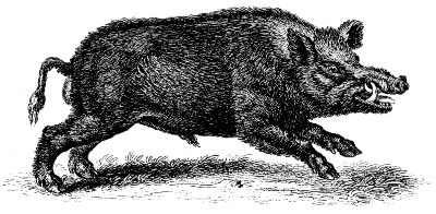 wild boar