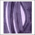 Shadows of Growth - By Klaro Kepke
