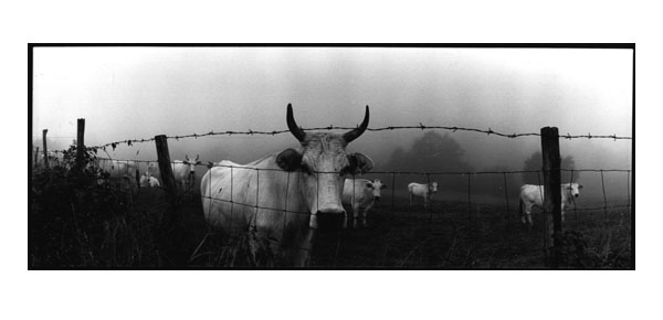 Cows, Italia, 1995