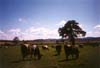 Vacas de Agapito en lLa Cementer�a. Foto enviada por Fonso Pe�a