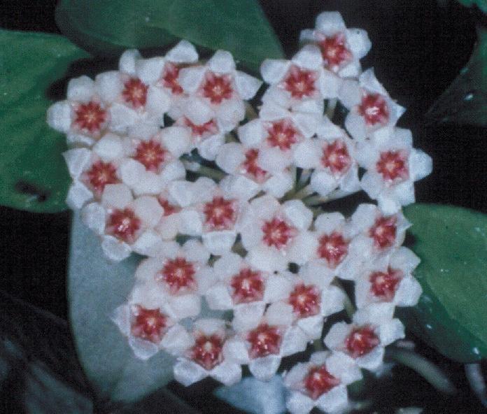 Borneo.jpg (64510 bytes)