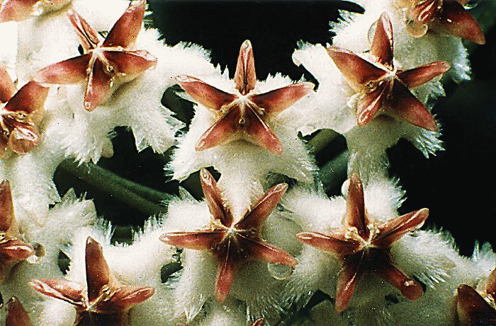 ERYTHROSTEMMAa.gif (227606 bytes)