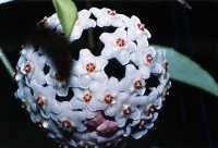 Hoya carnosa,.jpg (5224 bytes)