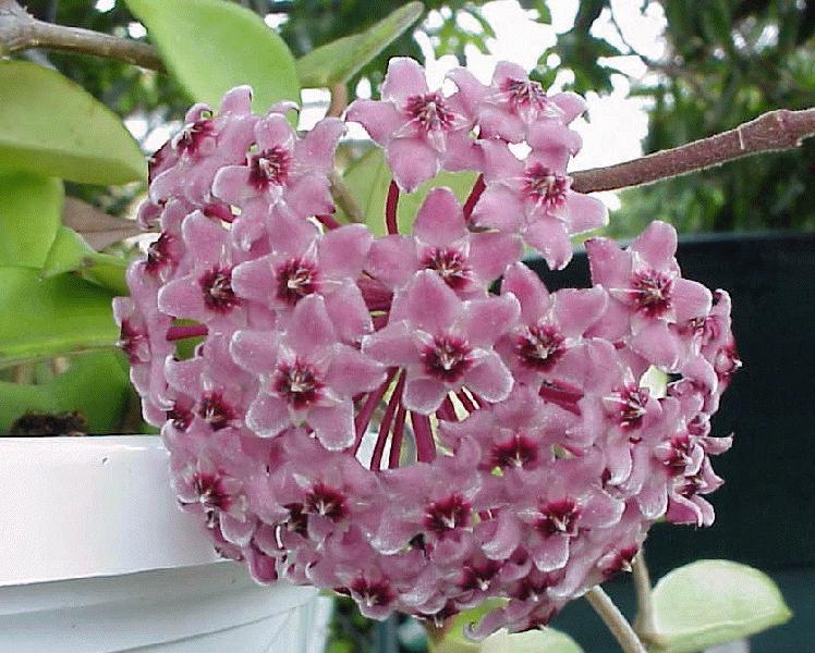 hoyacarnosarosaa.jpg (87446 bytes)