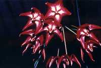 onychoidess.jpg (4895 bytes)