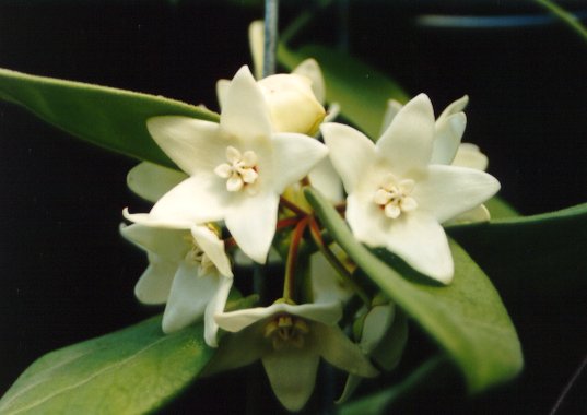 white.jpg (29022 bytes)