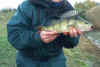 IM000817a.jpg (69152 byte)