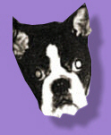 I'm a little dog!