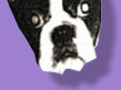 dog!