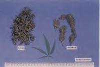 Marihuana