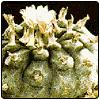 Peyote
