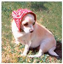 Peanut