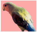 Violet-winnie