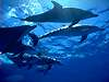 DOLPHIN 1 - from BLUE