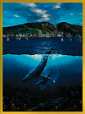 HUMPBACKS OFF LAHAINA - Lassen