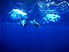 DOLPHIN 2 - from BLUE