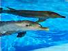 DOLPHIN 4 - from BLUE