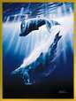 WHALE SONG - Lassen
