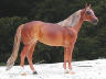 sorrel with shaded flaxen mane and tail