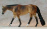 smutty dappled buckskin
